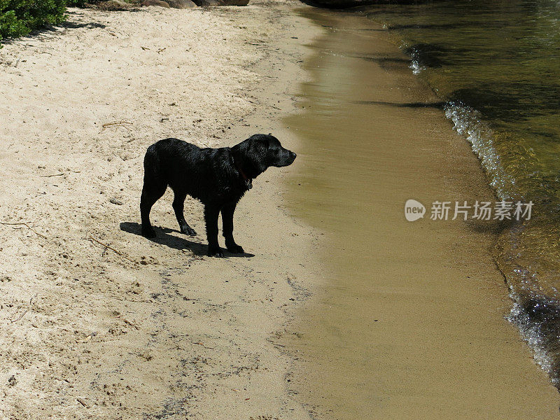 黑拉布拉多在水边海岸等着