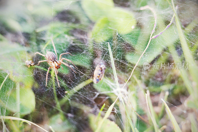 漏斗编织草蜘蛛在网与猎物