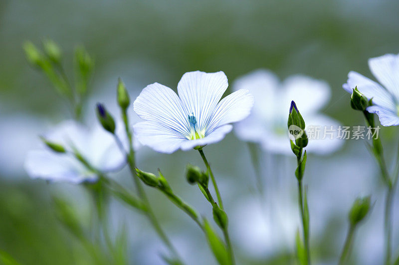 亚麻花朵特写