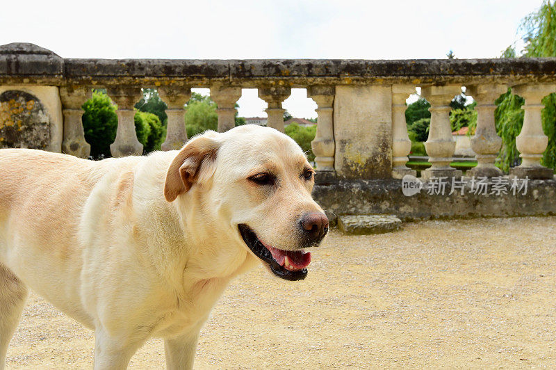 拉布拉多寻回犬