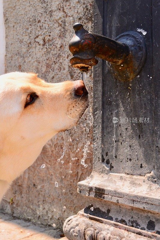 口渴的拉布拉多寻回犬