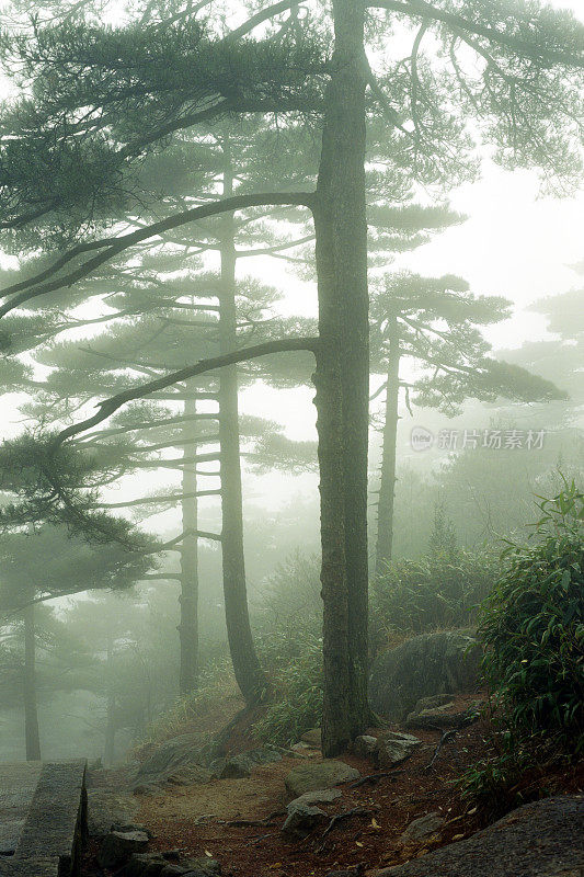 雾中的松树