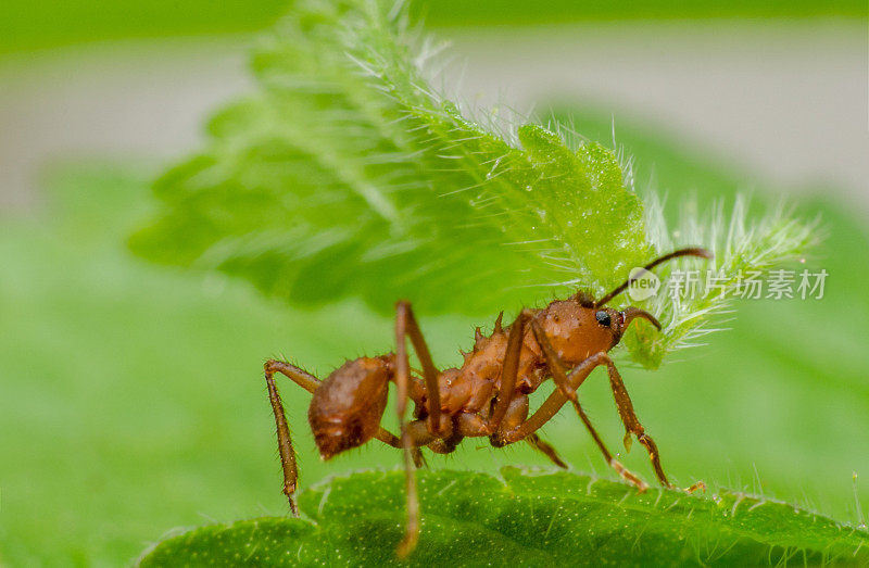一只强壮的蚂蚁