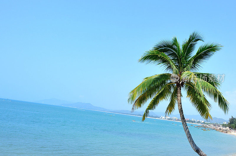 三亚海滩上的棕榈树