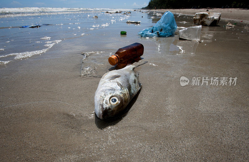 海滩上的死鱼被冲上来的垃圾包围着。