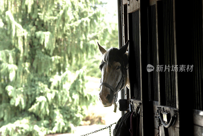 马从马厩里探出头来