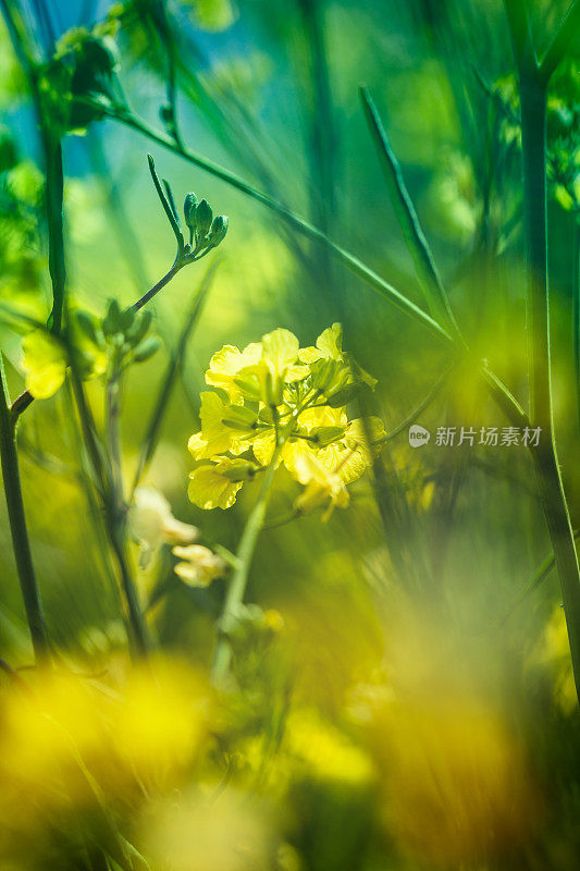 近距离观察油菜地