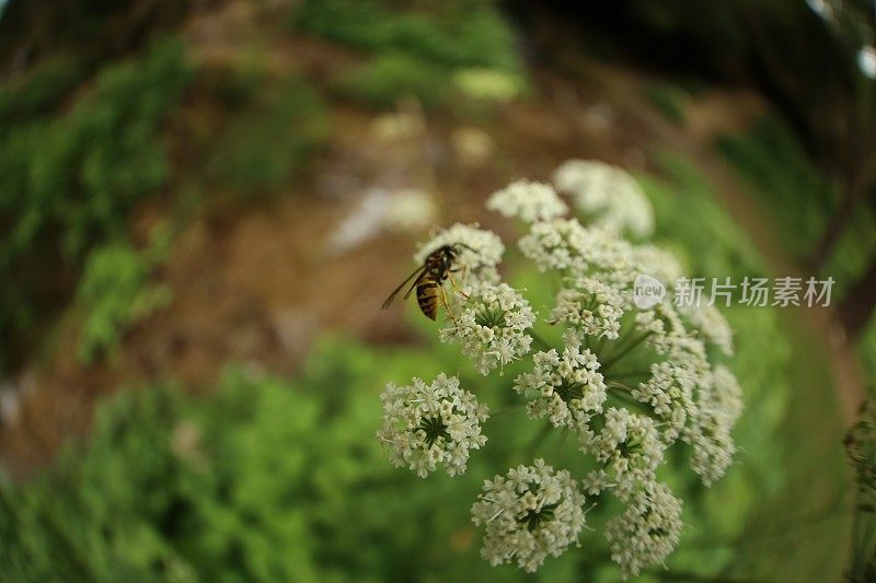 白花胡蜂