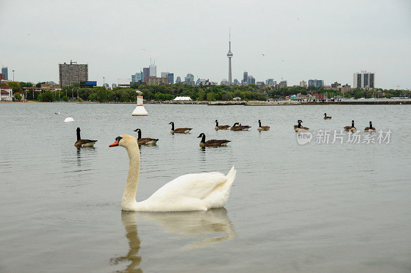 天鹅和cntower