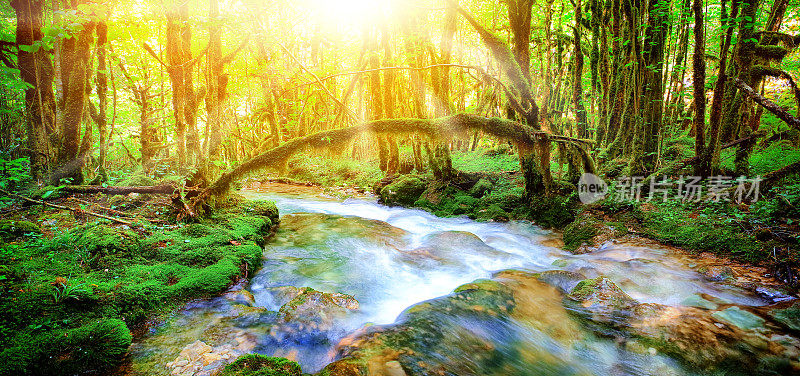 美丽的野生淡水小溪在明亮的阳光下的森林