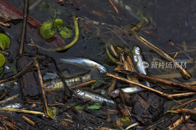 被污染的河流中的死鱼