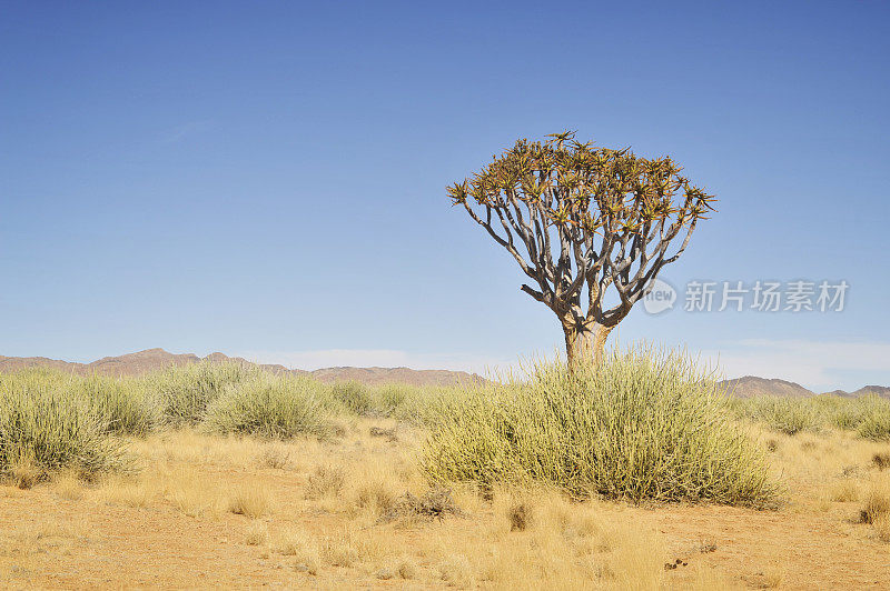 纳米比亚沙漠景观中有一棵孤零零的箭树