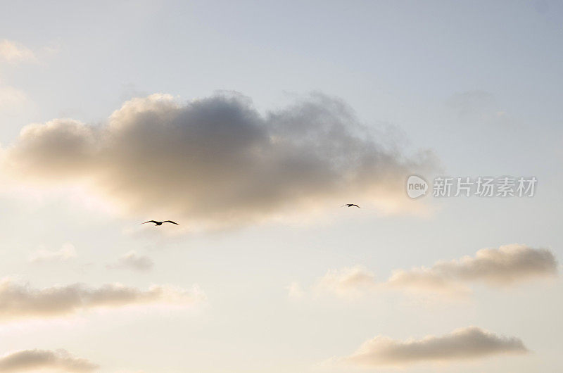 天空中有两只海鸥