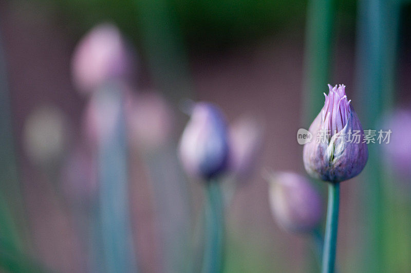 韭菜韭菜的花头