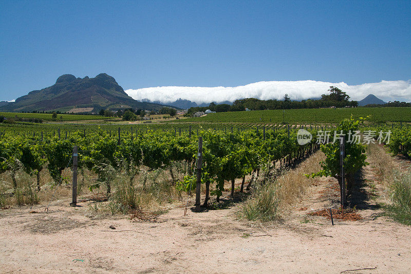 Stellenbosch附近的葡萄园