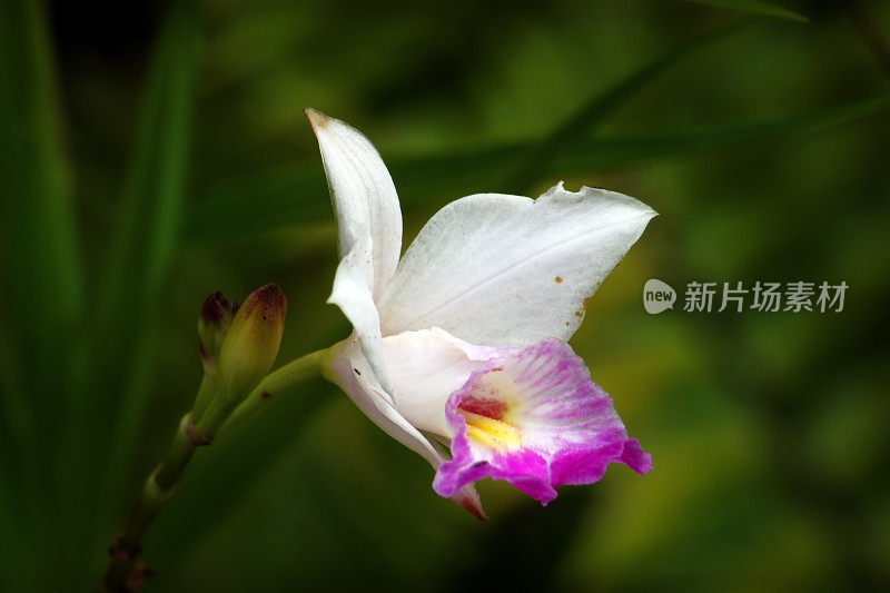 美丽的白色兰花特写效果