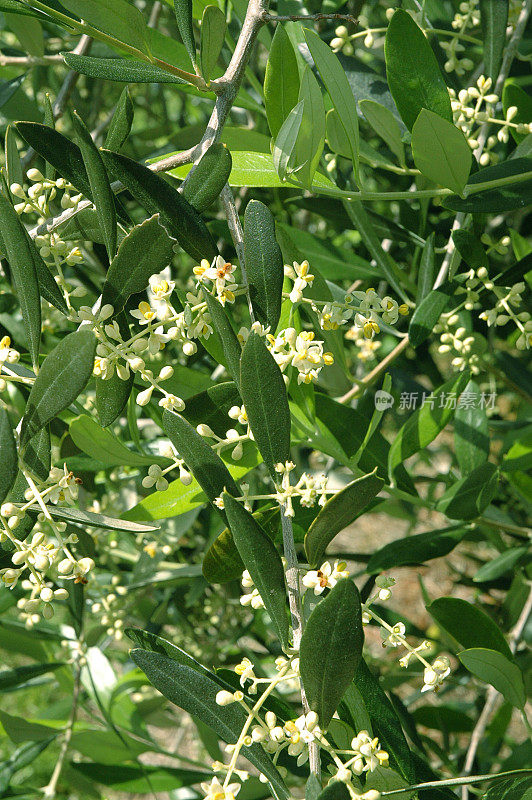 橄榄树花和幼果