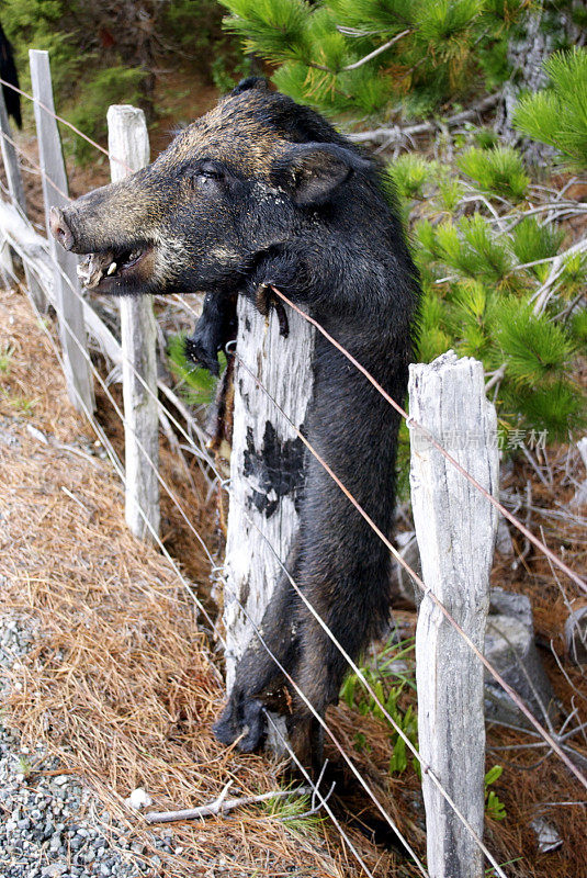 新西兰乡村的猎猪遗存