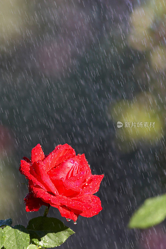 雨中的红玫瑰