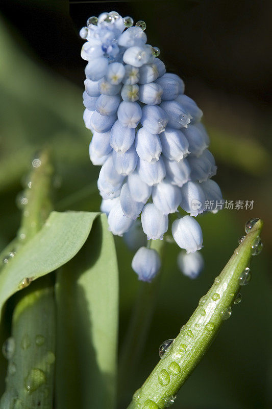 小风信子花上的春雨