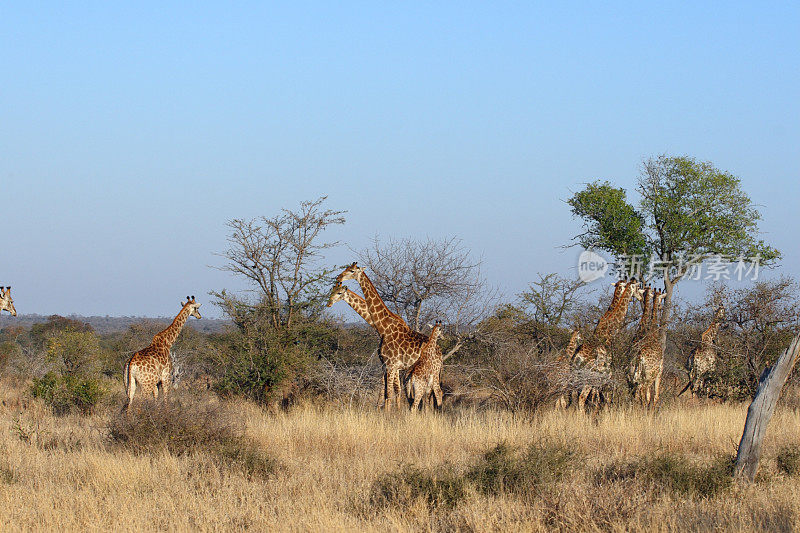 一大群长颈鹿在吃东西，同时俯瞰着一片开阔的平原