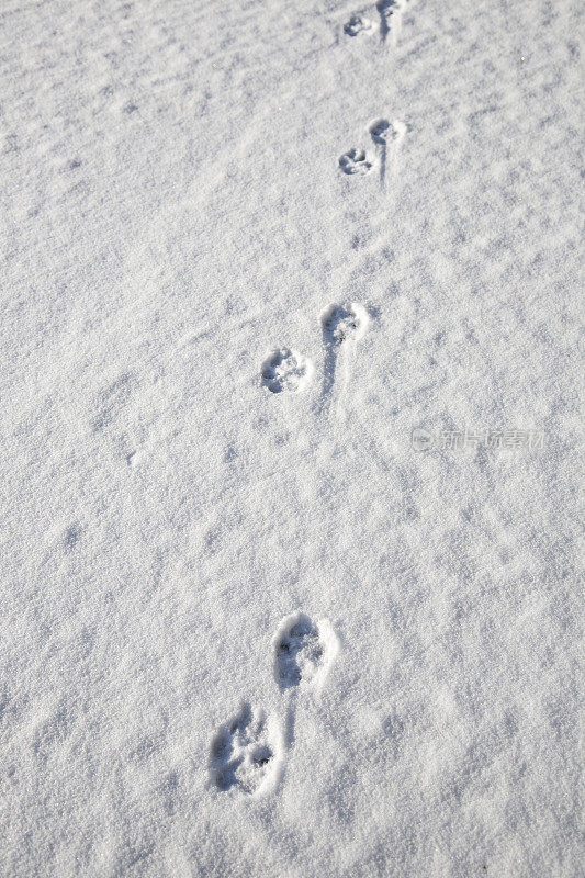 雪跟踪