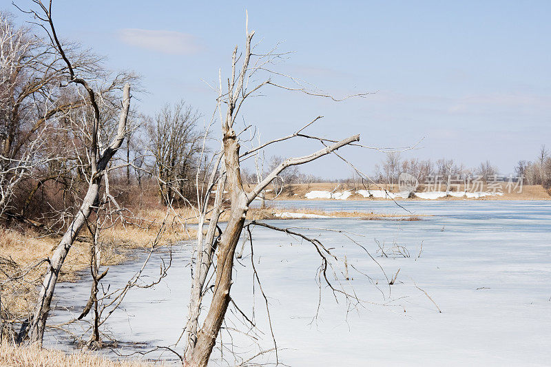 冰冻湖畔的枯树和风化的树木