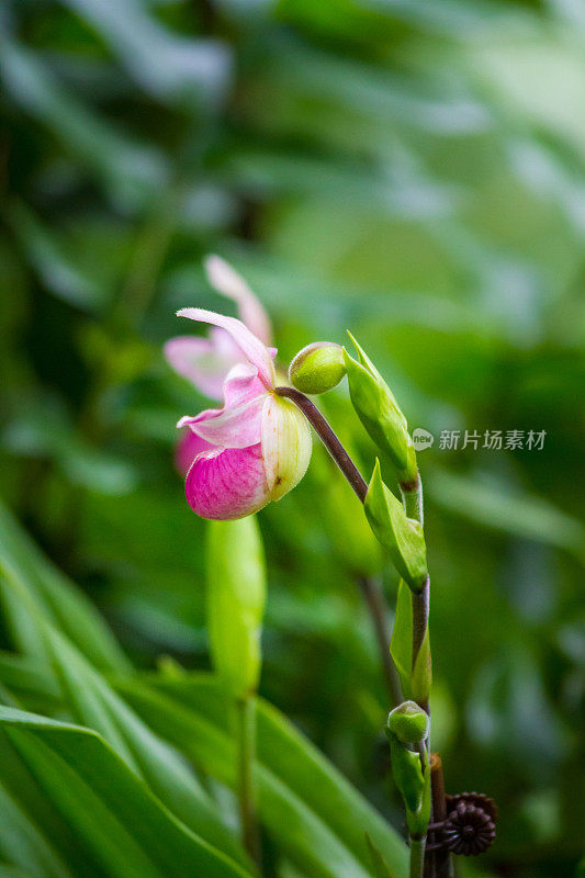 热带森林里的女鞋兰花