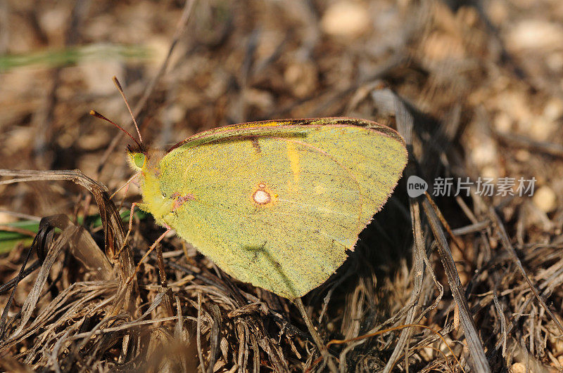 云中黄蝴蝶，马耳他。