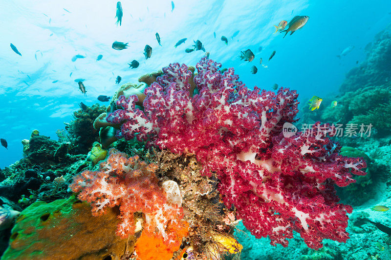 色彩缤纷的软珊瑚花园，拉贾安帕，印度尼西亚