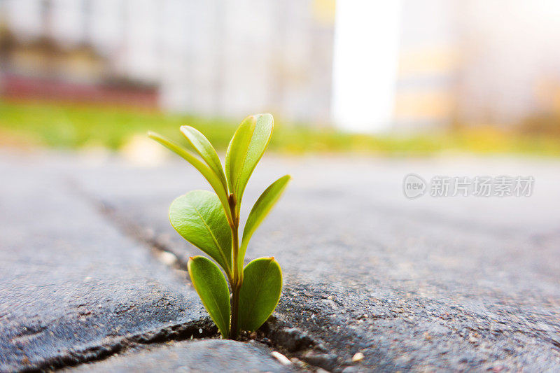 从地里长出来的新鲜植物