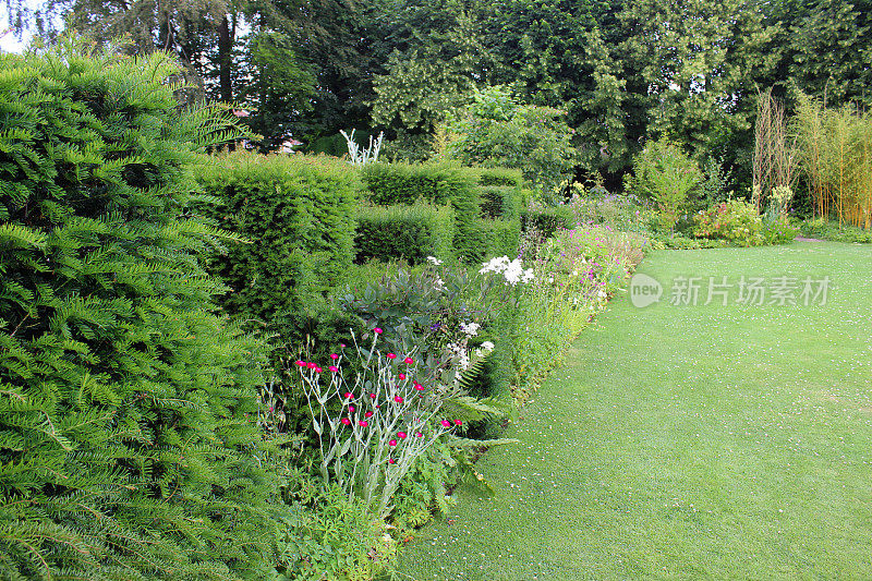 花园草坪小径，草本的边界花，水仙花，修剪的紫杉树篱