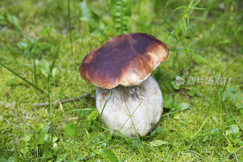 大自然中美丽的山蓬…牛肝菌属菌类可食的……牛肝菌菇