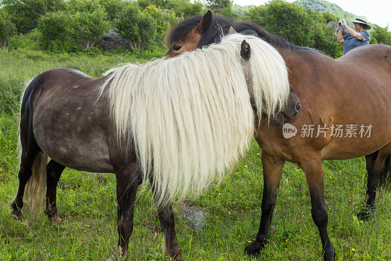 两匹小马在互相梳理毛发