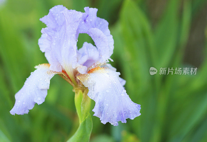 宏紫虹膜与露珠开花