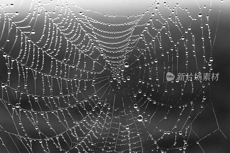 在一个雾蒙蒙的秋天早晨，蜘蛛网上的圆球――单色
