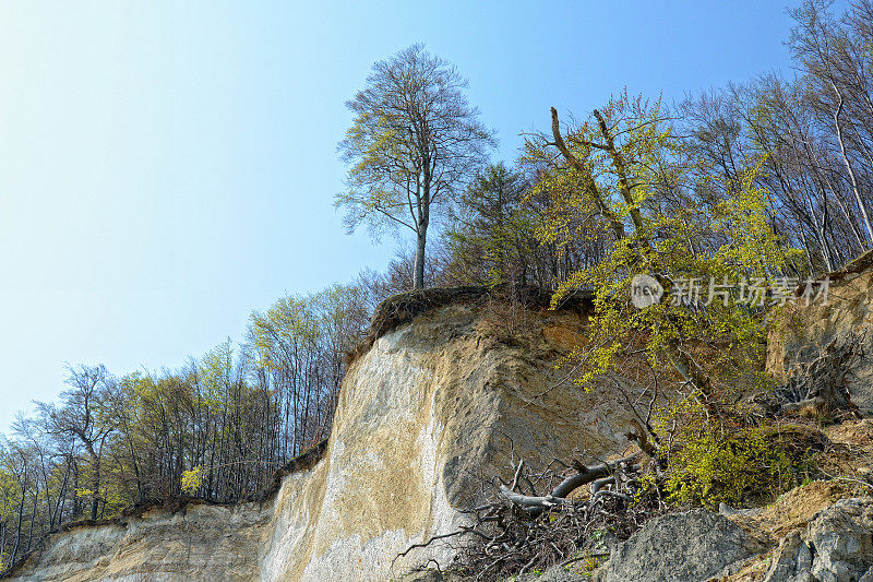 春天鲁根岛(德国)的白色白垩岩