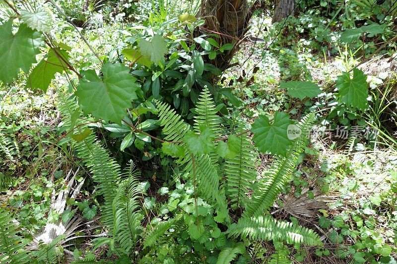 有蕨类植物和野生葡萄藤的森林灌木丛