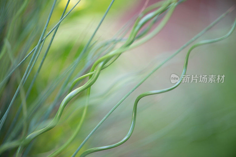 波浪状植物叶片的特写