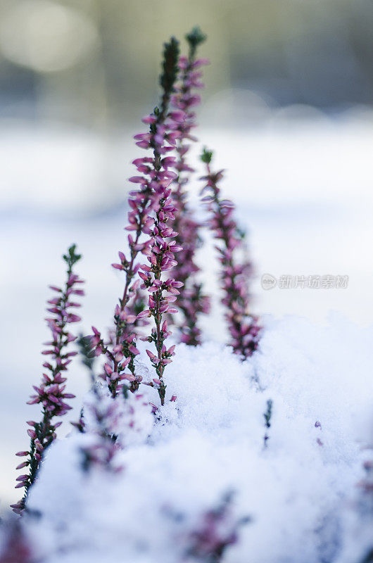 白雪中美丽的紫色石南花