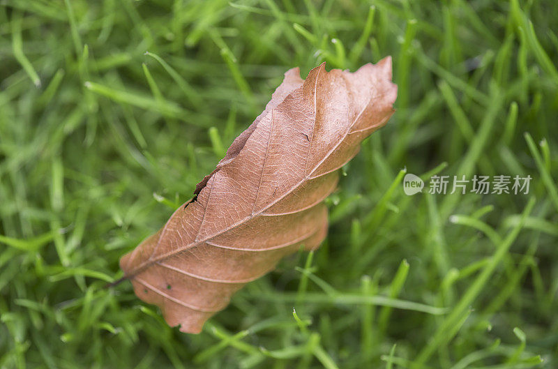 秋天的彩色山毛榉叶子躺在绿色的草地上