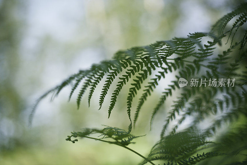 绿色的蕨类植物