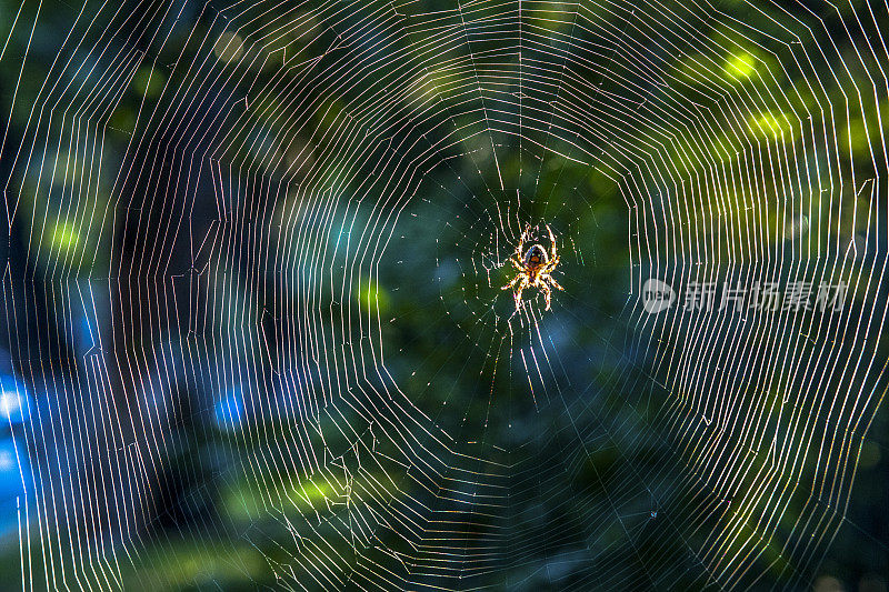 特写:蜘蛛在阳光下的网