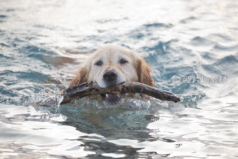 金毛猎犬