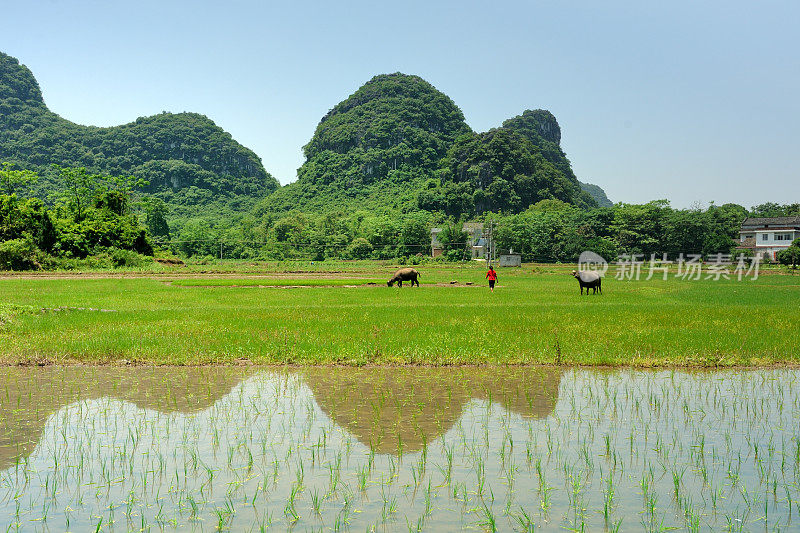 喀斯特地区的稻田