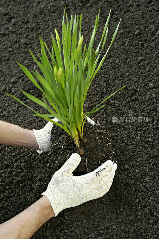 种植花