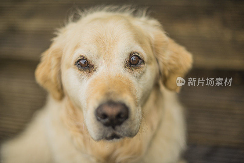 这是一条金毛寻回犬