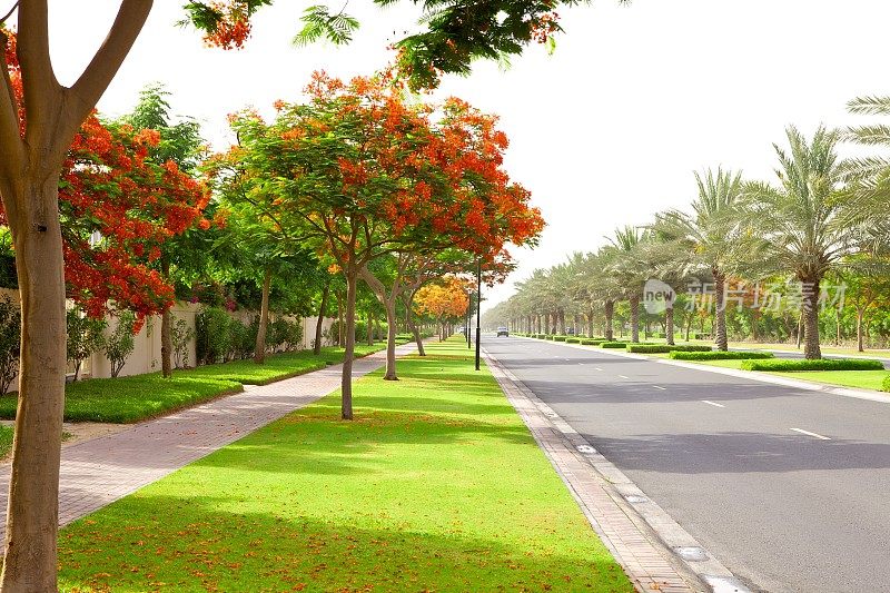 阿联酋迪拜——路边的树木