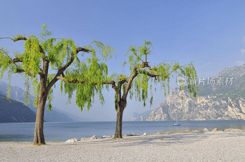 加尔达湖上修剪的垂柳(意大利)