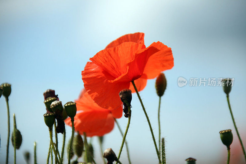 野罂粟花